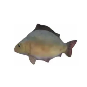 Figura karp