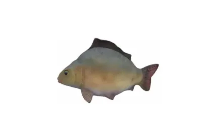Figura karp