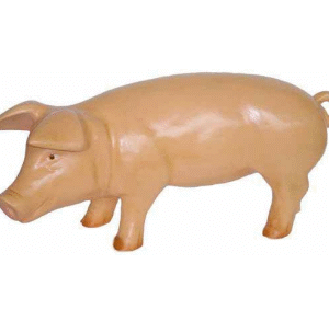 Figura Swinia