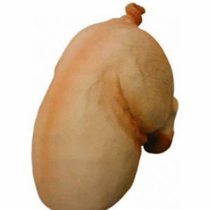 Figura Swinia
